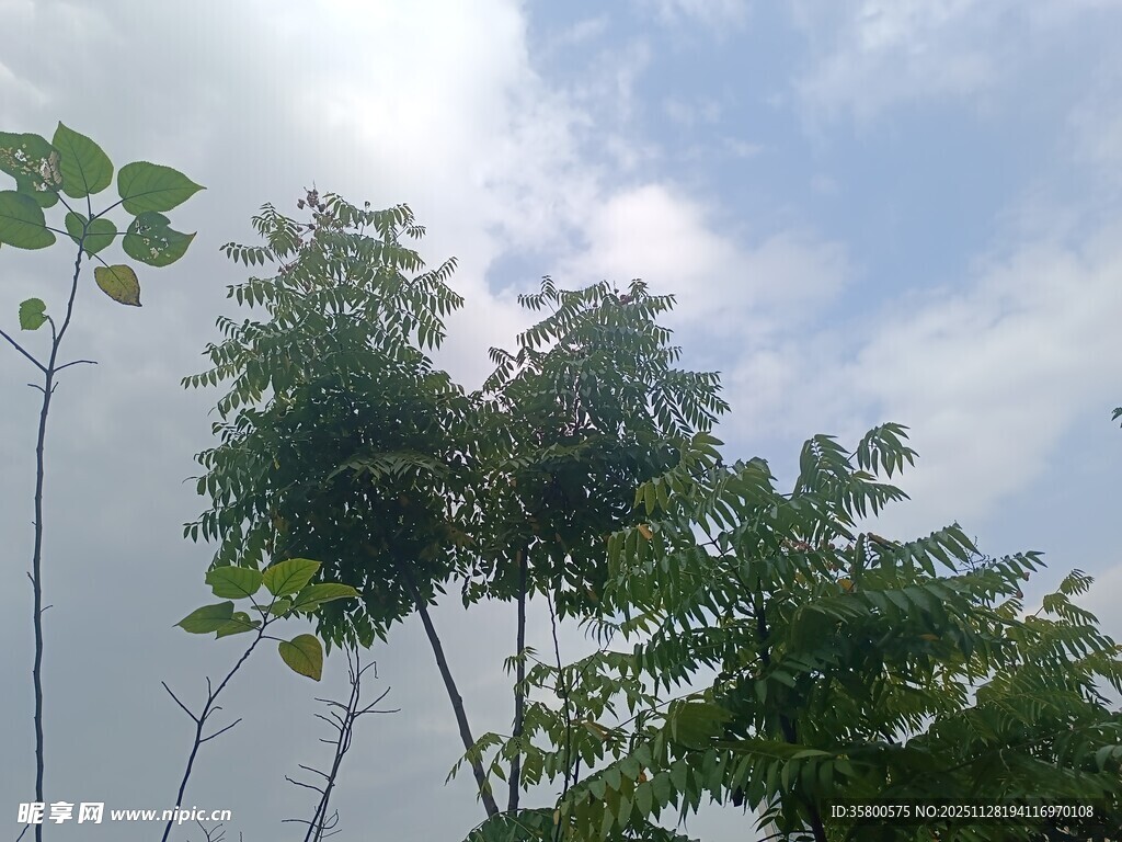 树梢上的繁茂绿叶