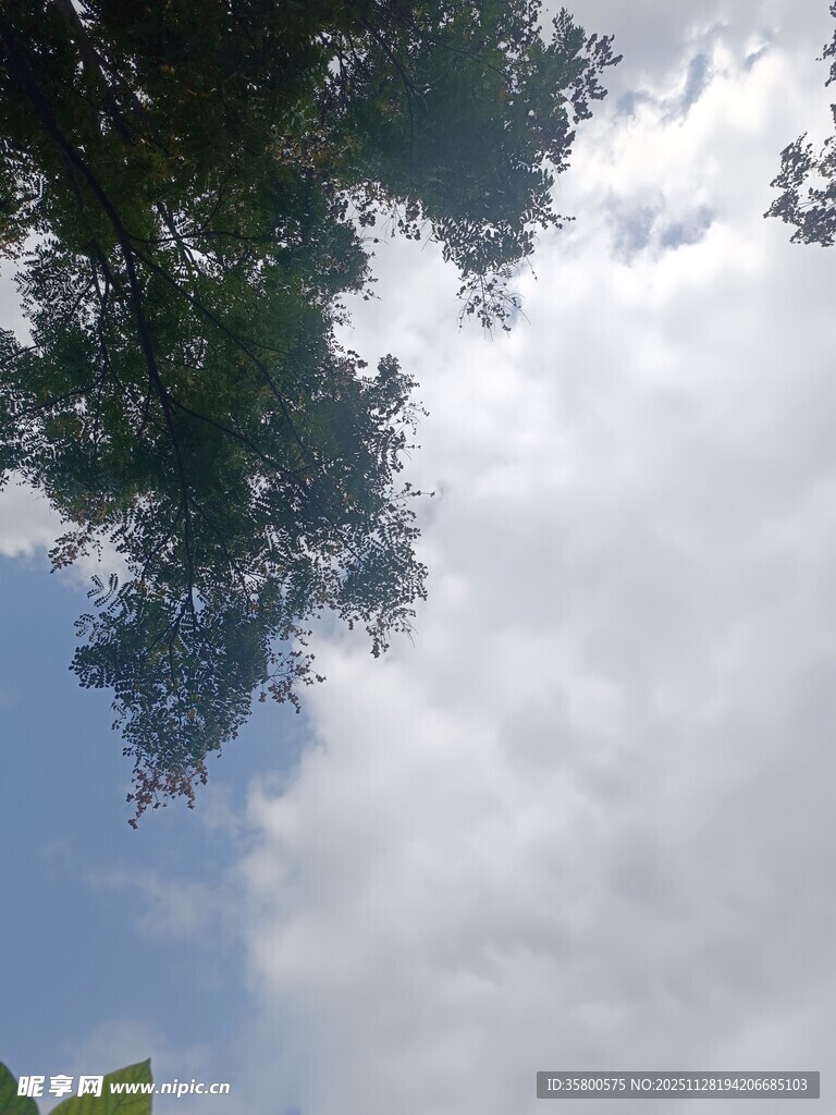 仰视树冠与蓝天白云