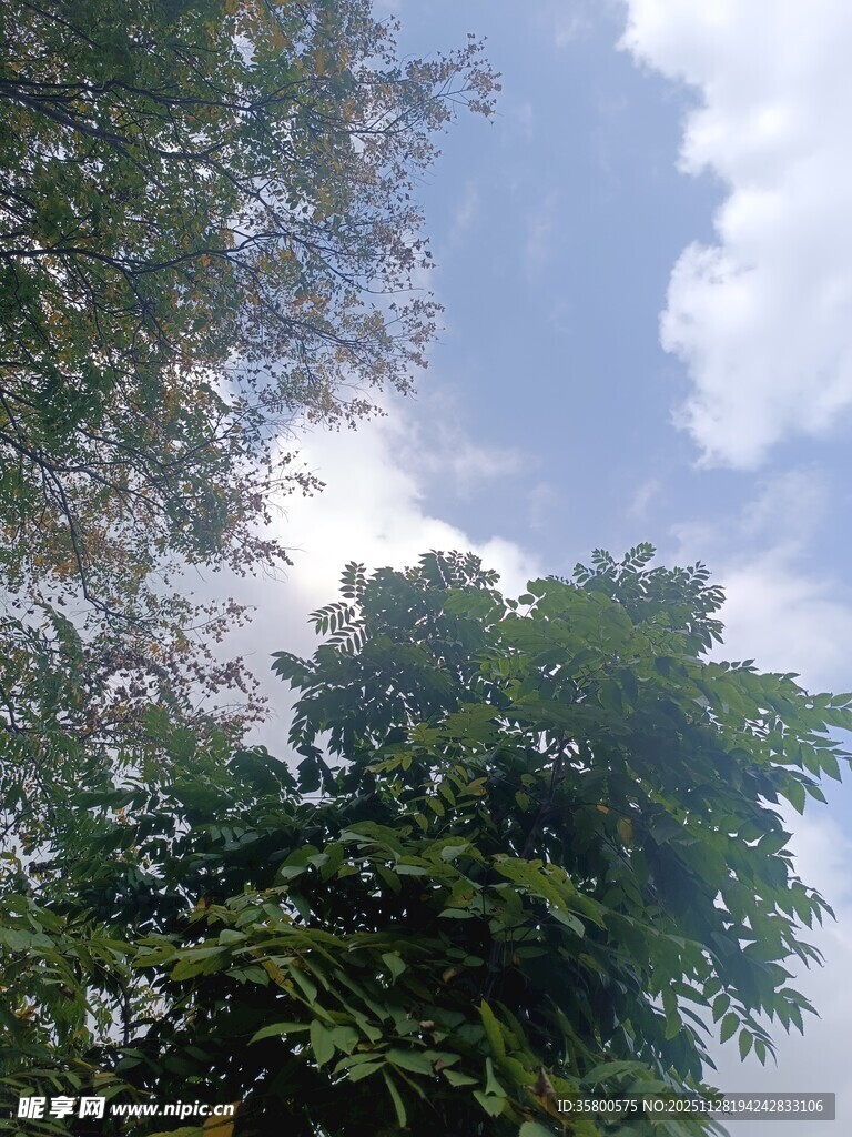 绿树蓝天间的清新景致