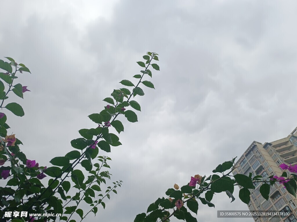 天空下的绿叶与绽放花朵