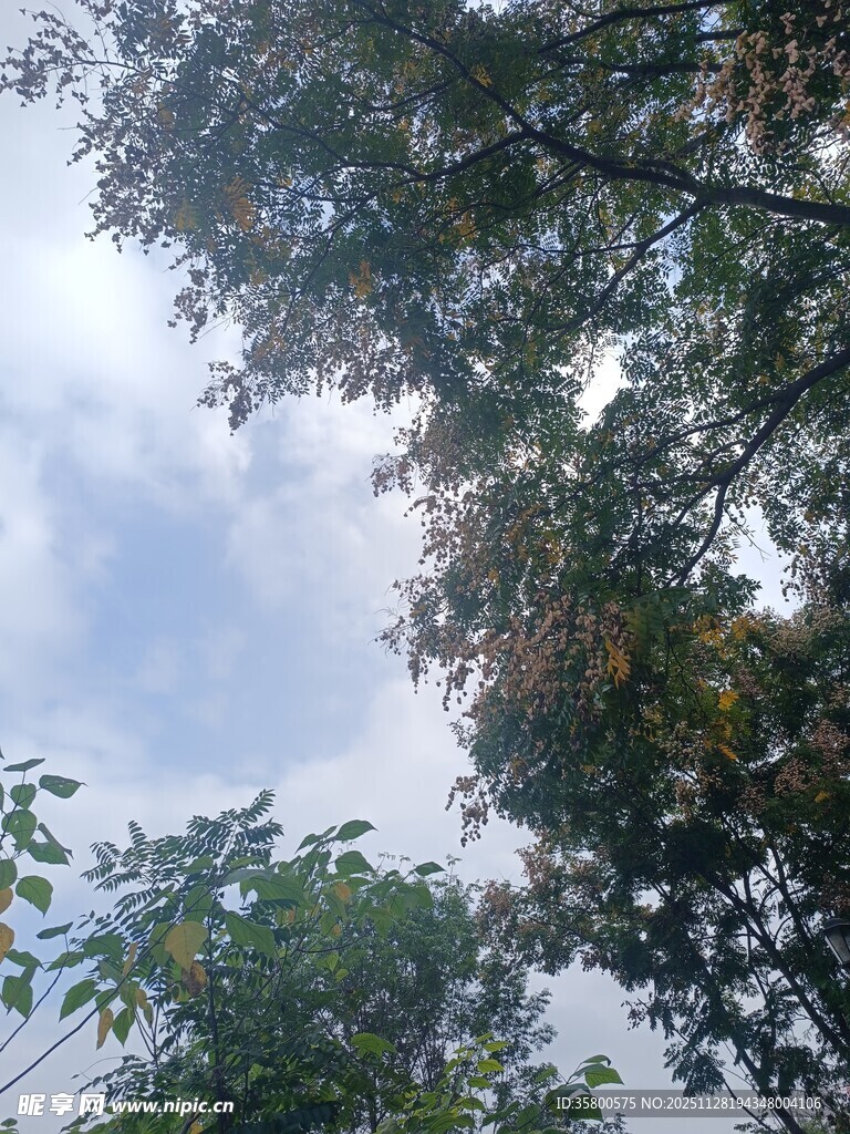 仰视天空中的繁茂树木