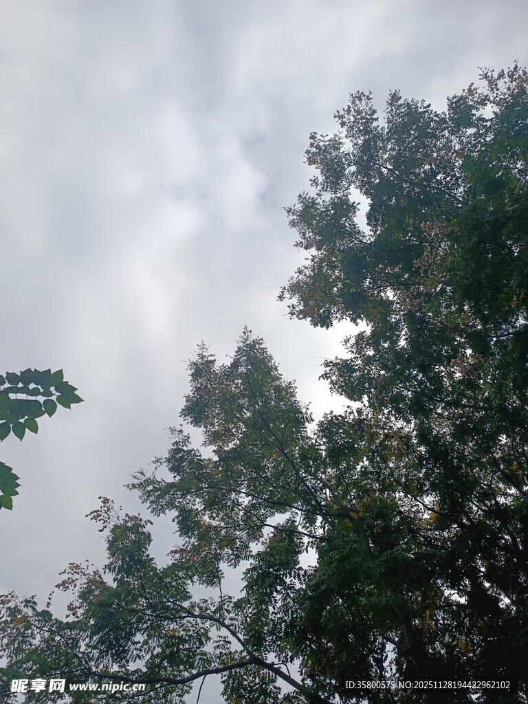 仰视树冠与阴沉天空