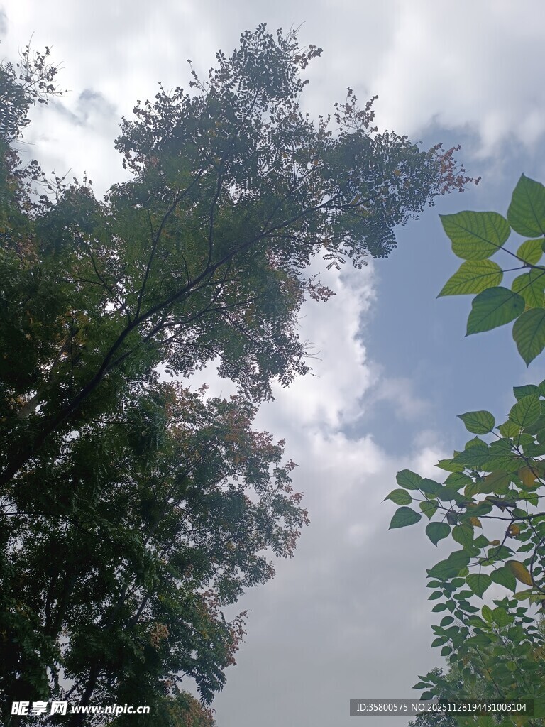 仰视天空下的繁茂绿树