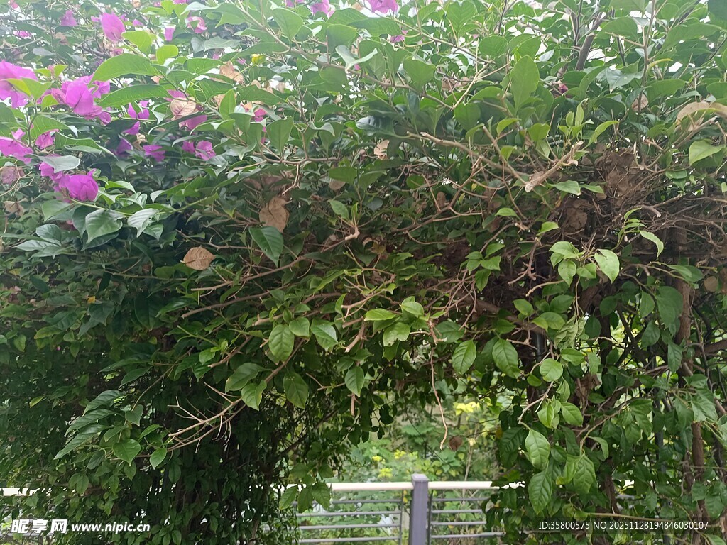 繁花绿叶构成的美丽花拱