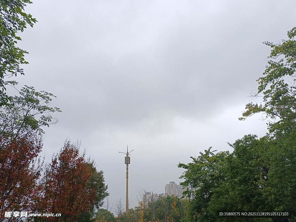 阴天树林中的高塔景观