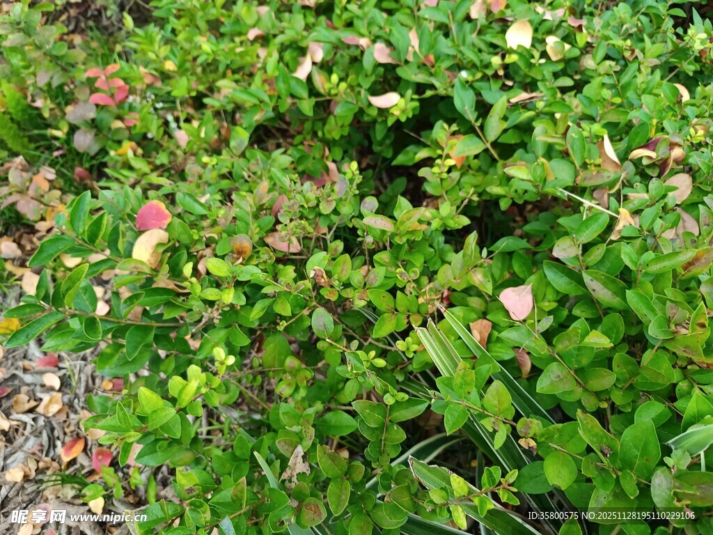 绿叶丛中的娇艳花朵