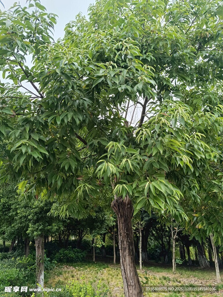 郁郁葱葱的绿树景观