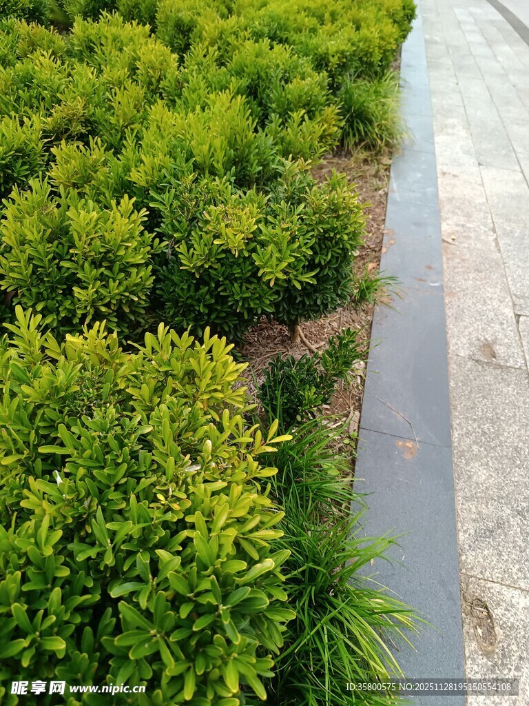 路边葱郁绿植景观