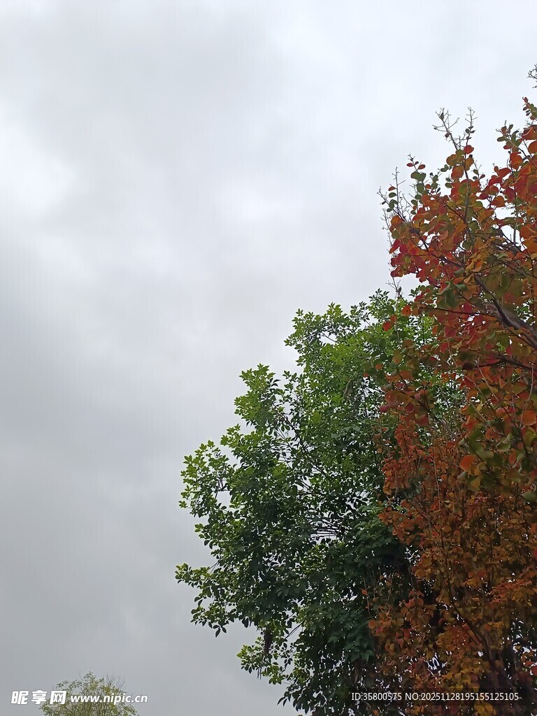 秋日多彩树木景观