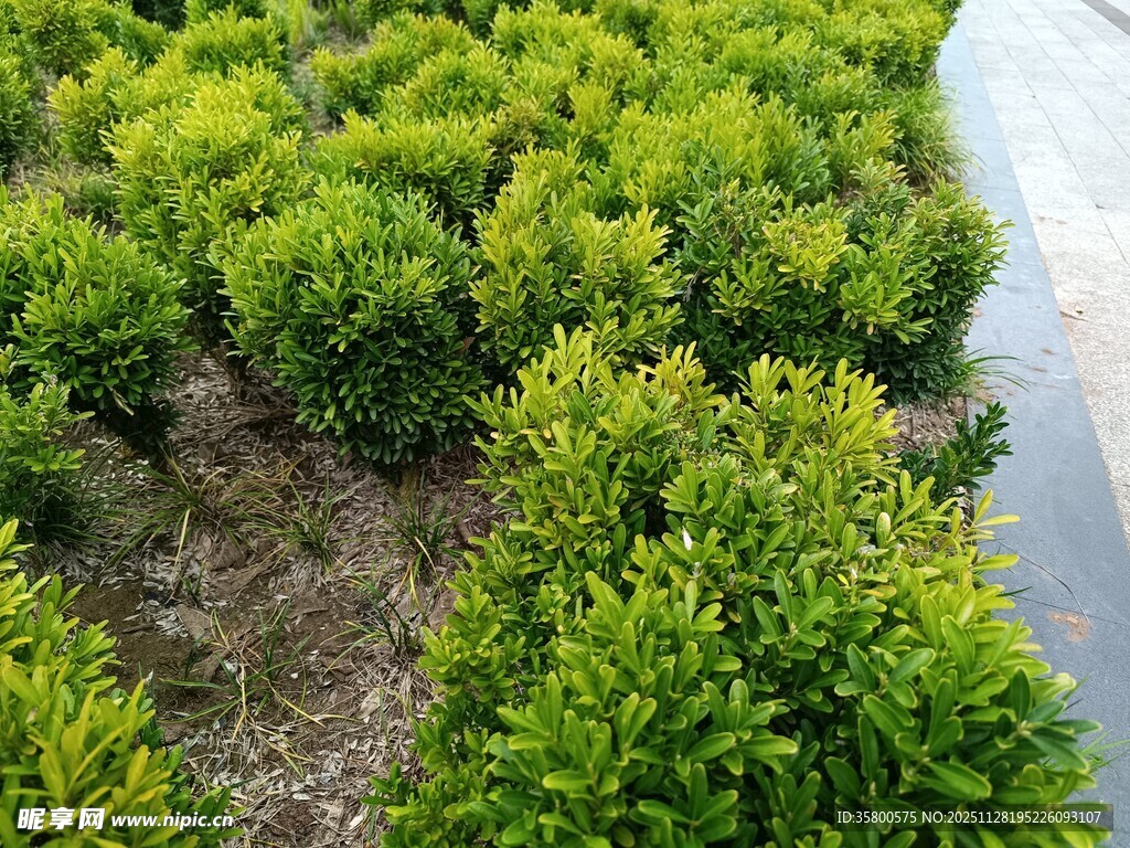 翠绿灌木丛景观