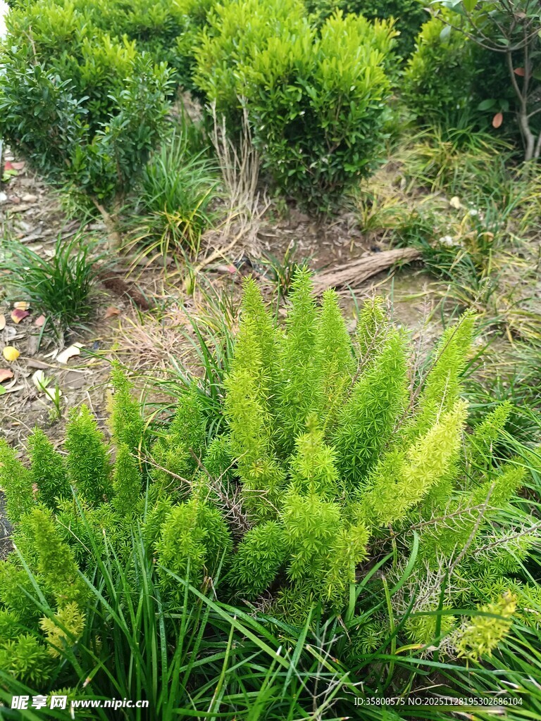 绿意盎然的自然植物景观