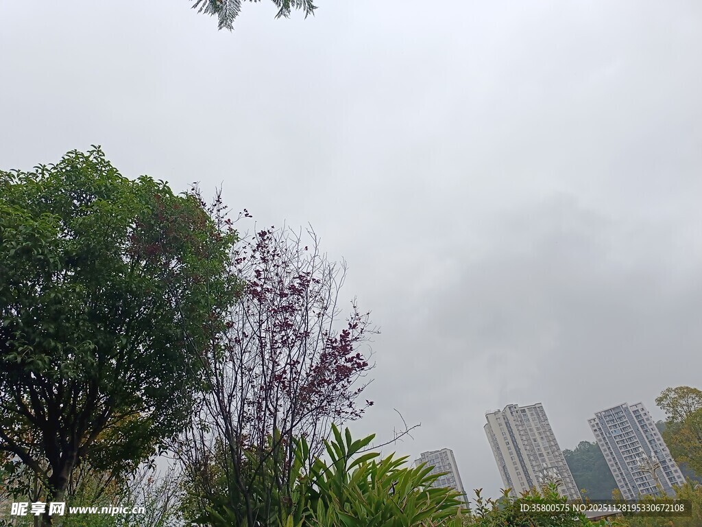 城市中葱郁树木与高楼