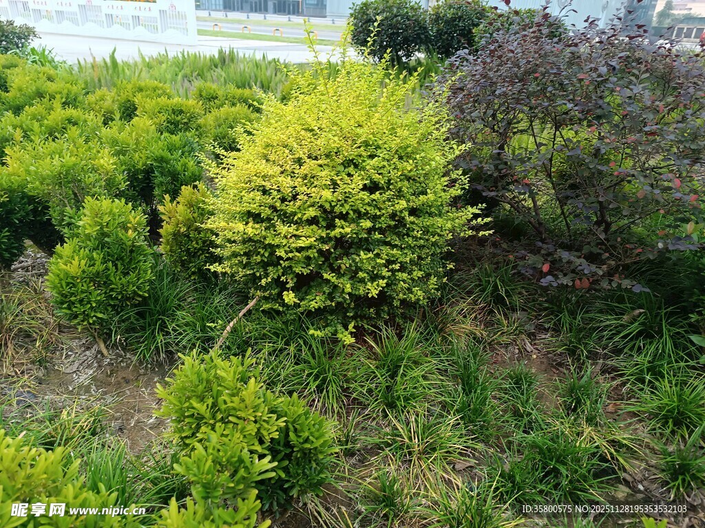 绿意盎然的灌木景观