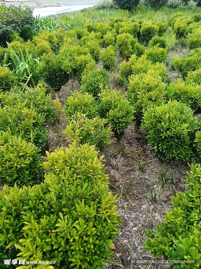 整齐排列的绿色灌木丛