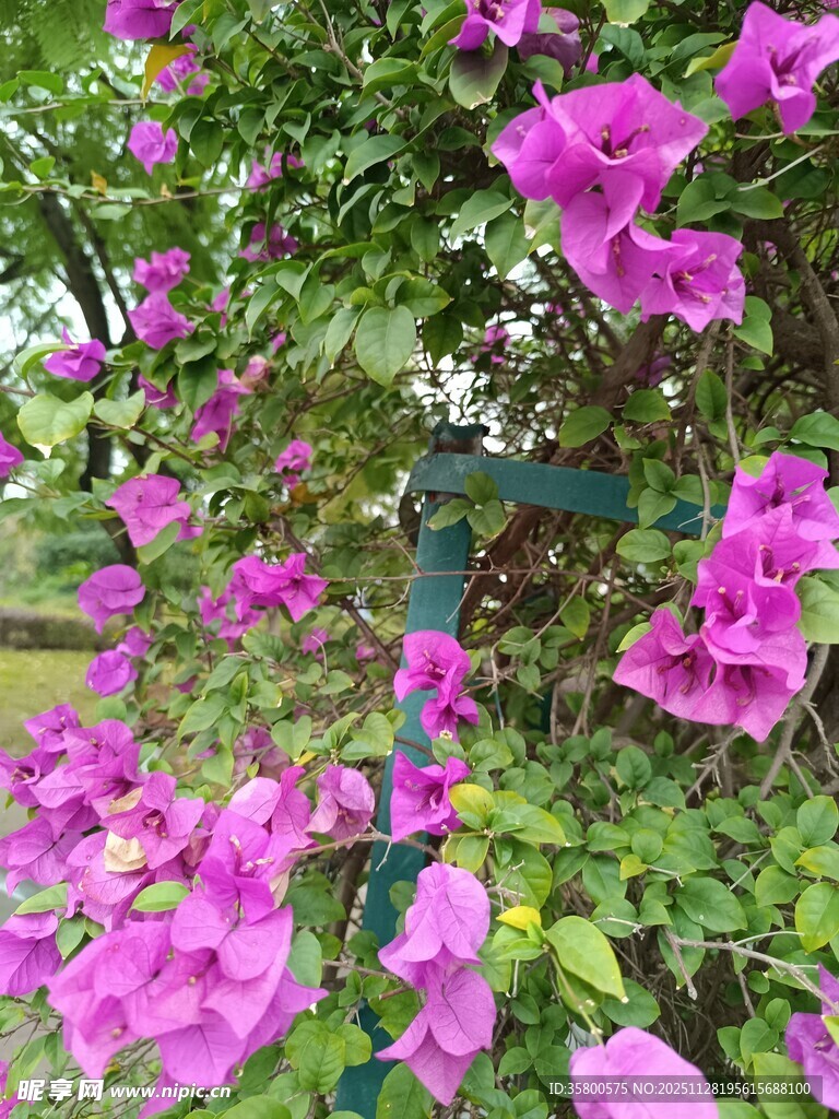 紫色三角梅攀爬绿色花架