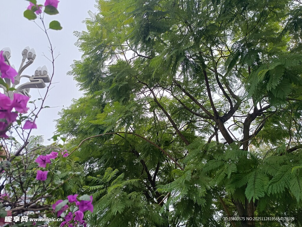 繁花绿树的自然景致