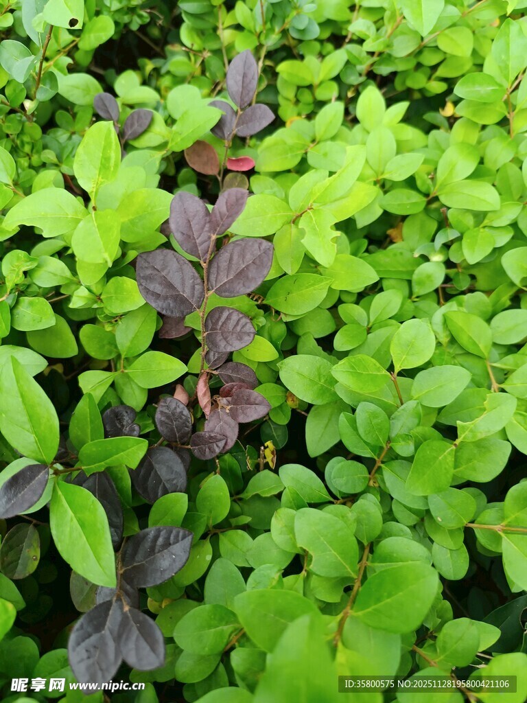 绿叶丛中一株紫叶植物