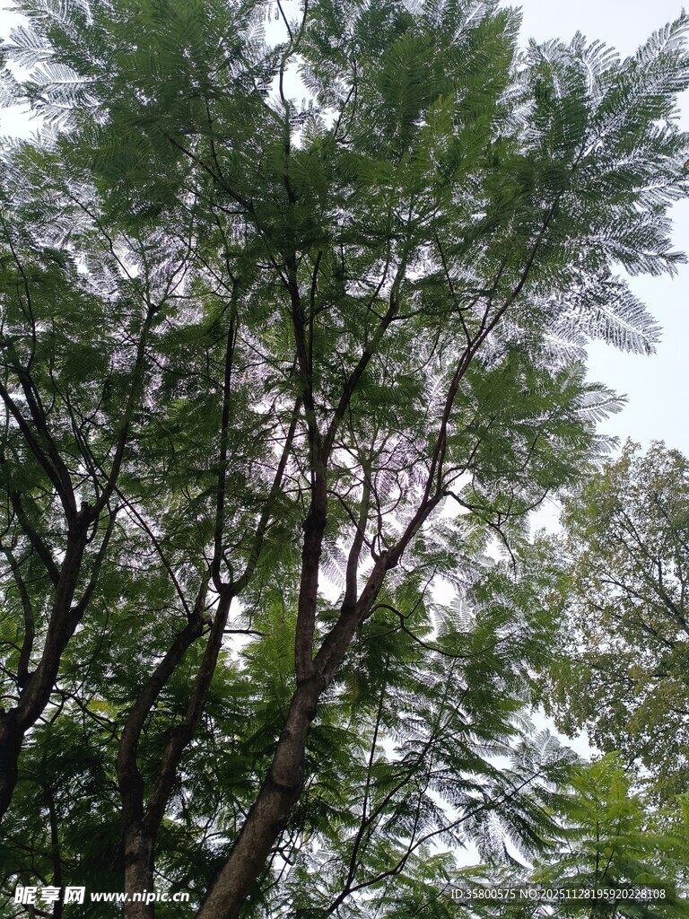 仰视繁茂枝叶的树木