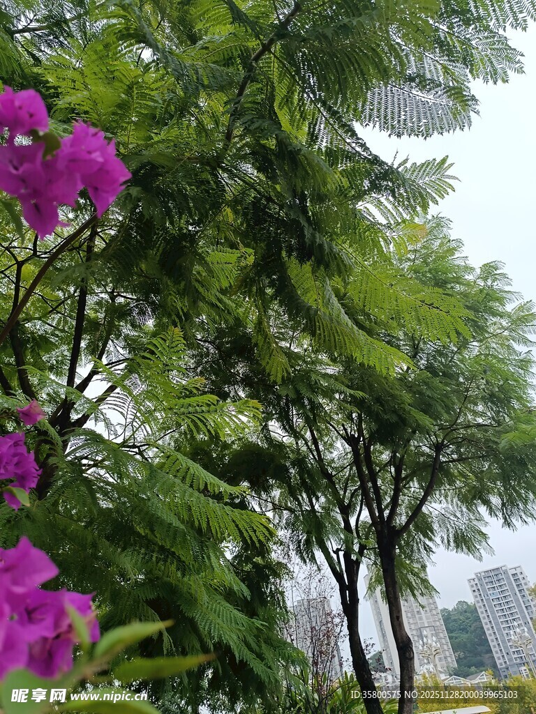 繁花绿树间的自然景致