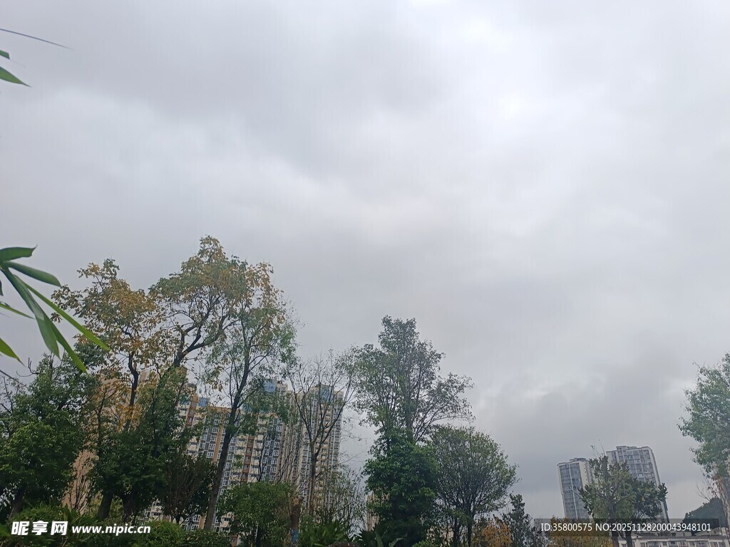 阴天中的城市绿植景观