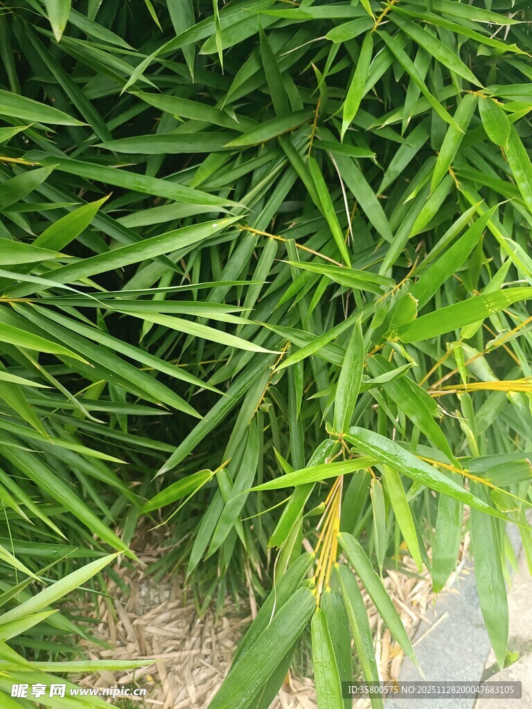 翠绿细长的叶片植物