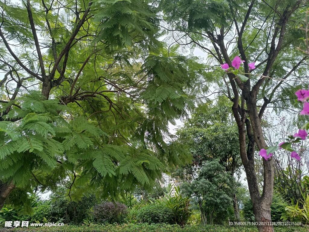 繁茂绿植中的艳丽繁花