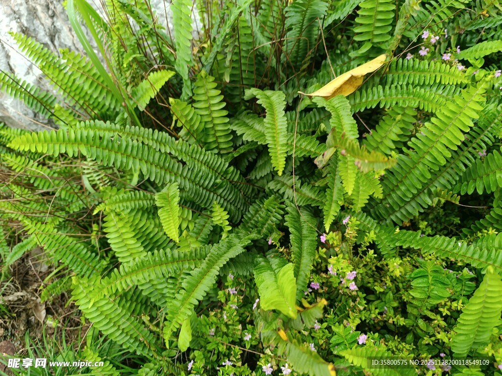 翠绿蕨类植物生机盎然