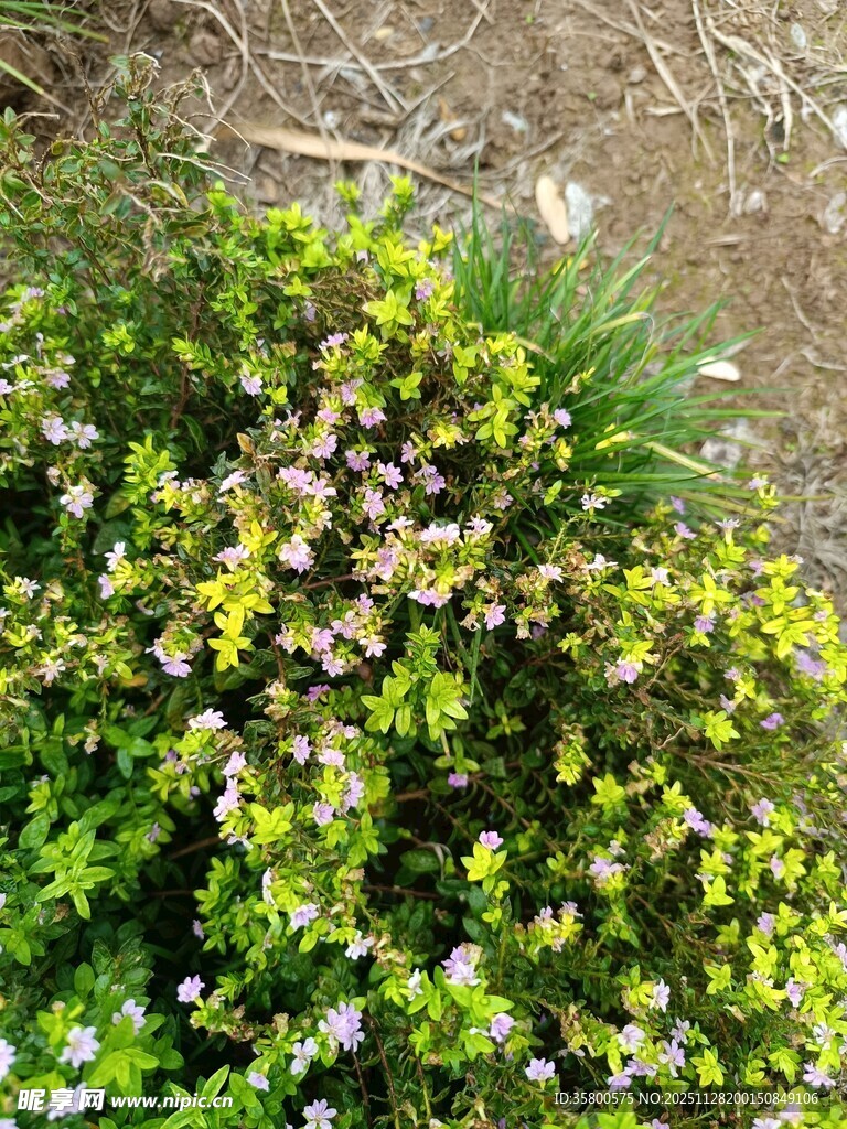繁茂花草丛中的缤纷景致