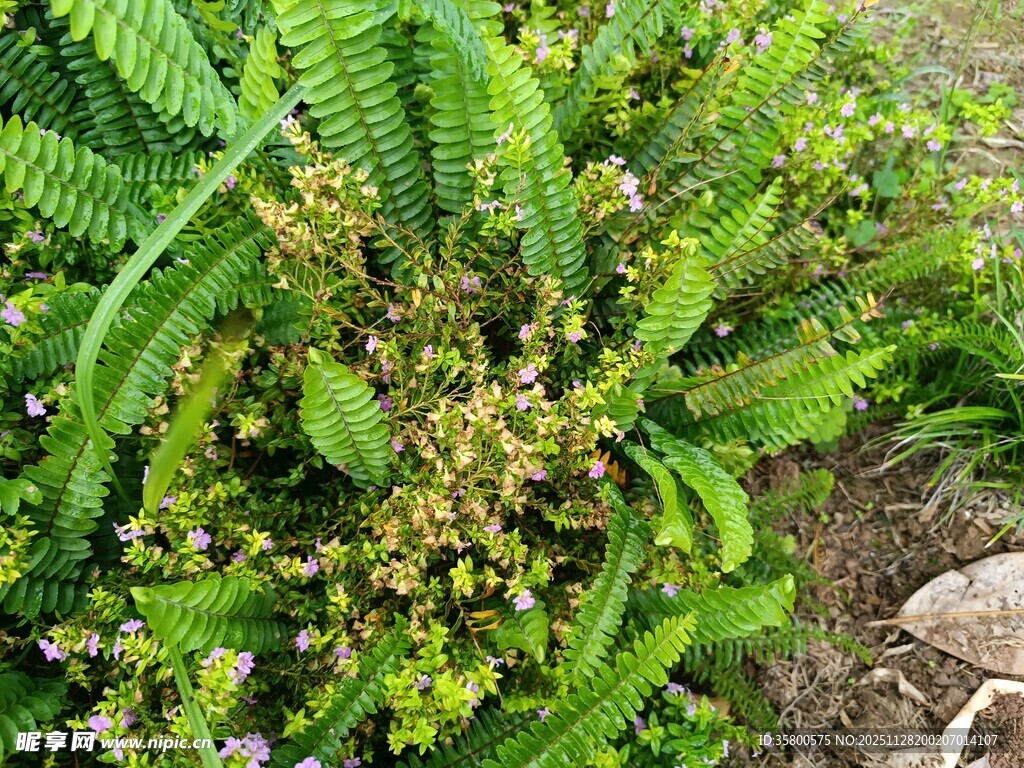 翠绿蕨类植物与小花