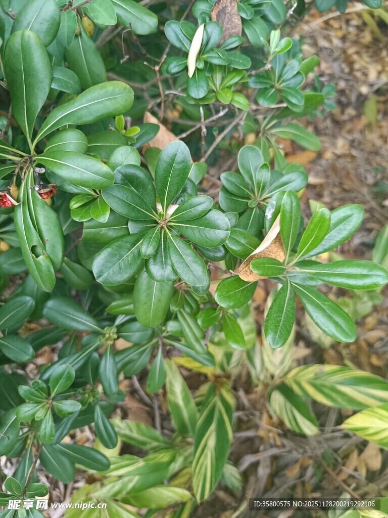 绿叶繁茂的植物景观