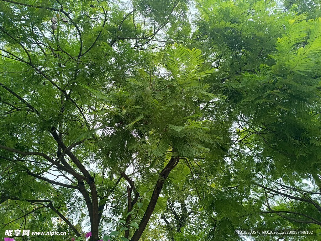 夏日繁茂绿树景观