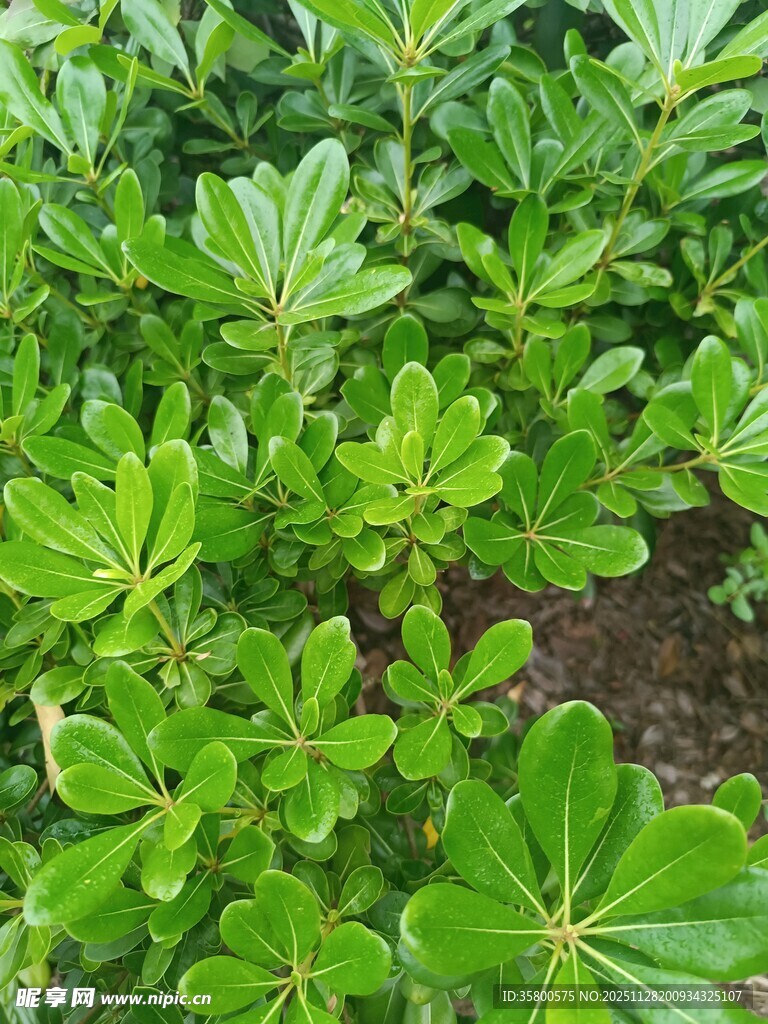 翠绿繁茂的绿植景观