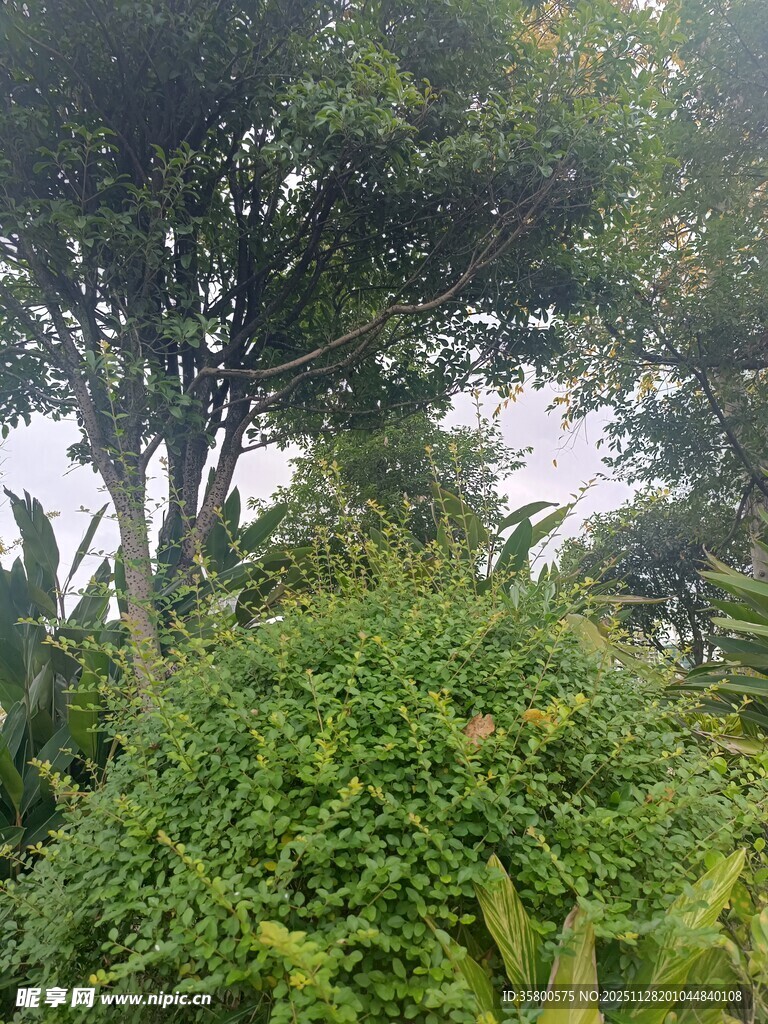 繁茂绿植景观
