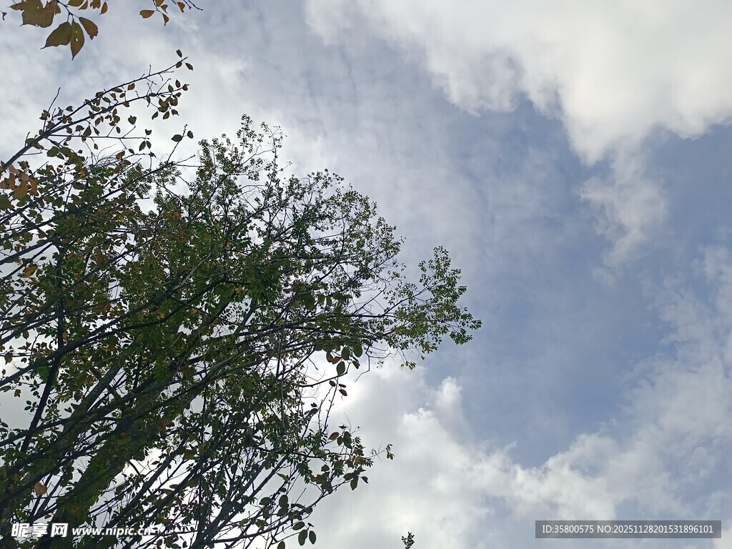 仰视天空下的葱郁树木