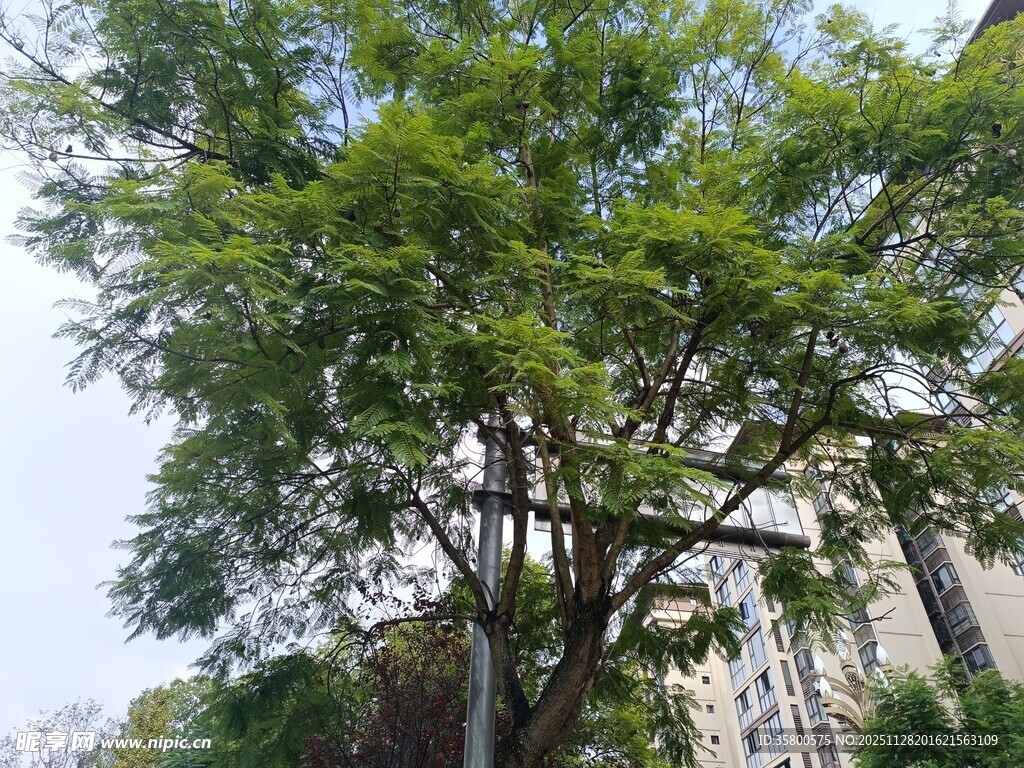 城市中茂盛的绿树