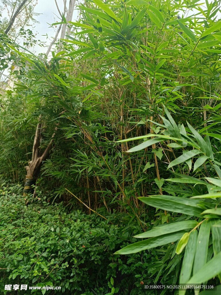 繁茂绿植景观