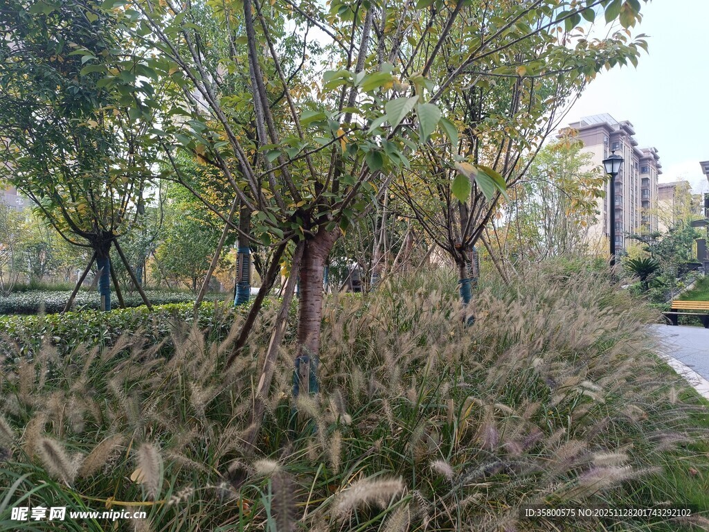 城市中的自然绿植景观