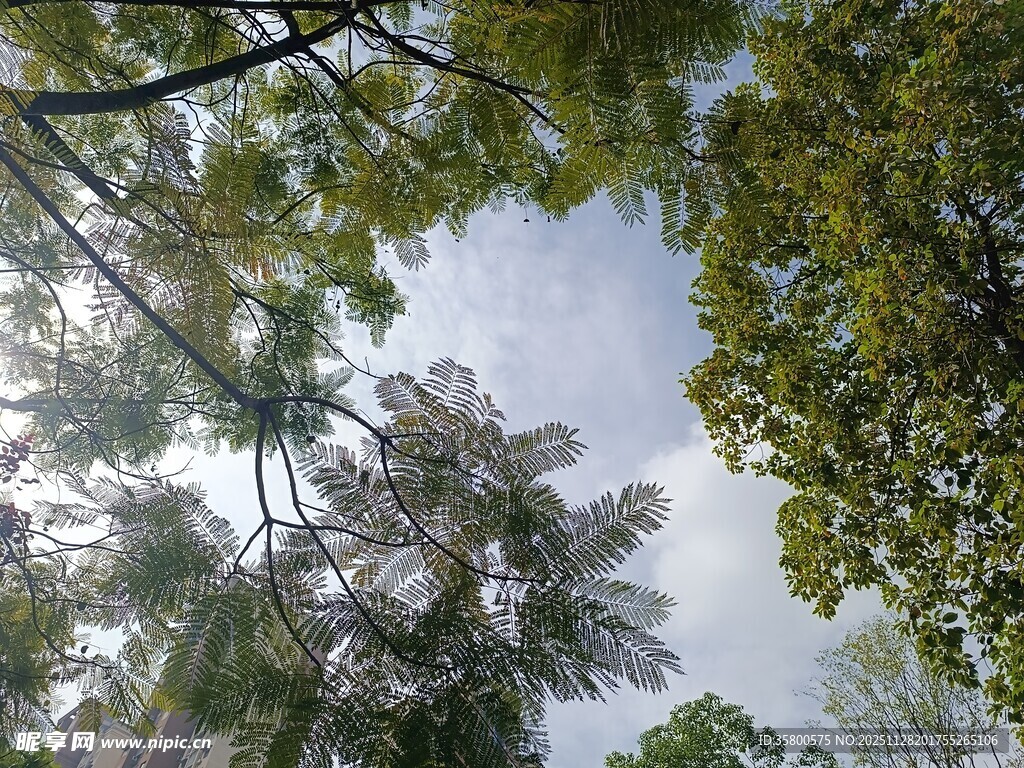 仰视茂密树林树冠景象