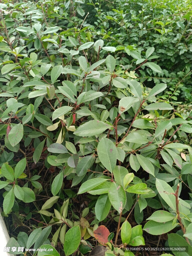 绿叶繁茂的植物景观