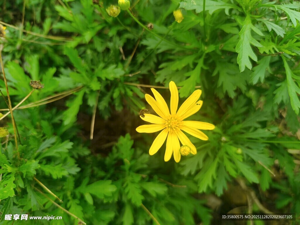 黄色小花绽放于绿叶间