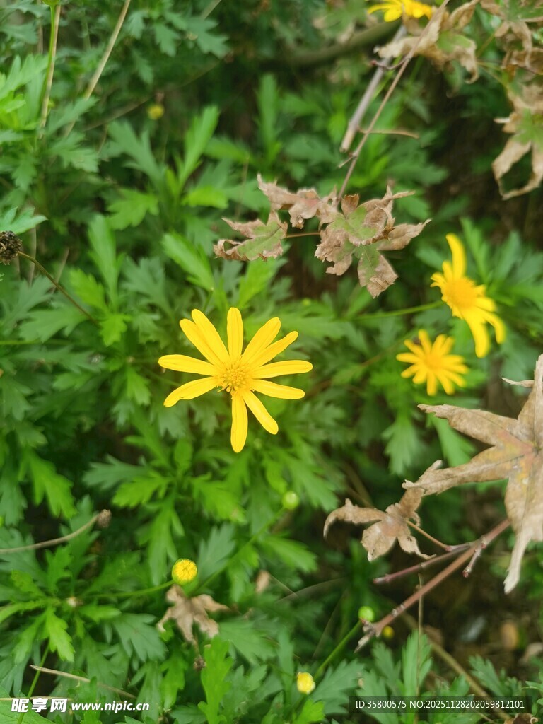 绿叶间的黄色小花绽放