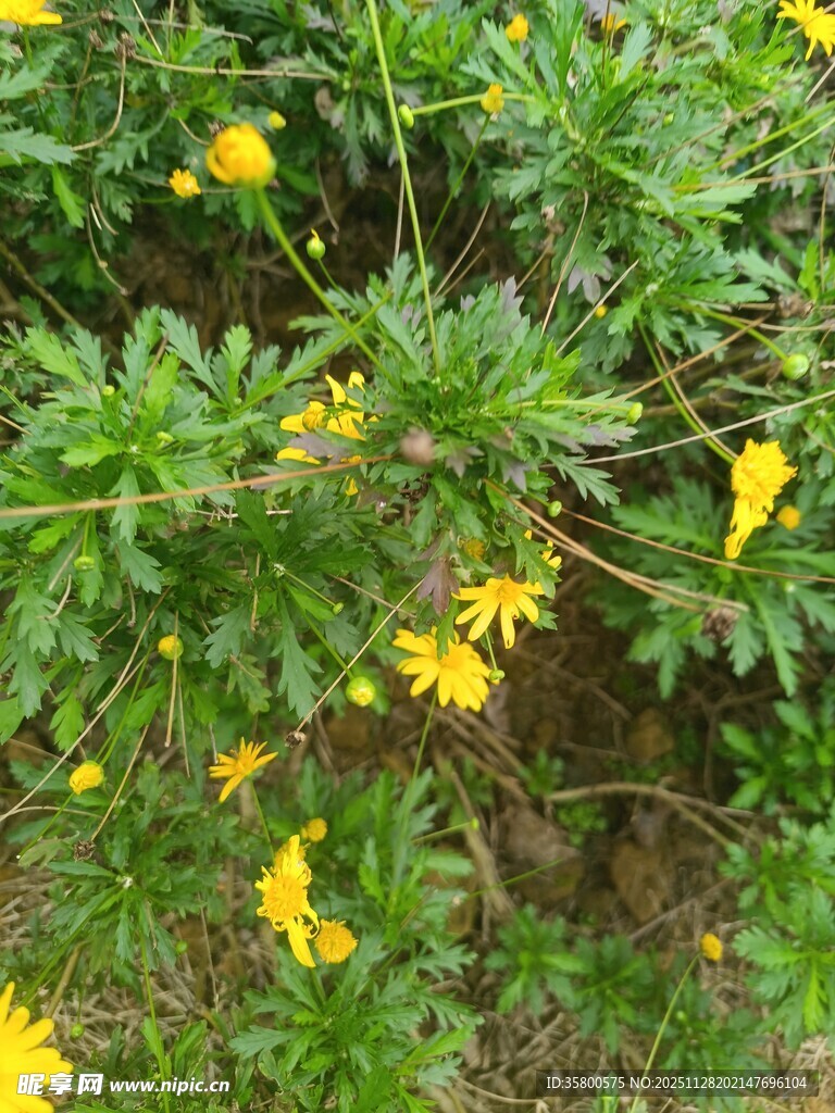 黄色小花绽放于绿叶间
