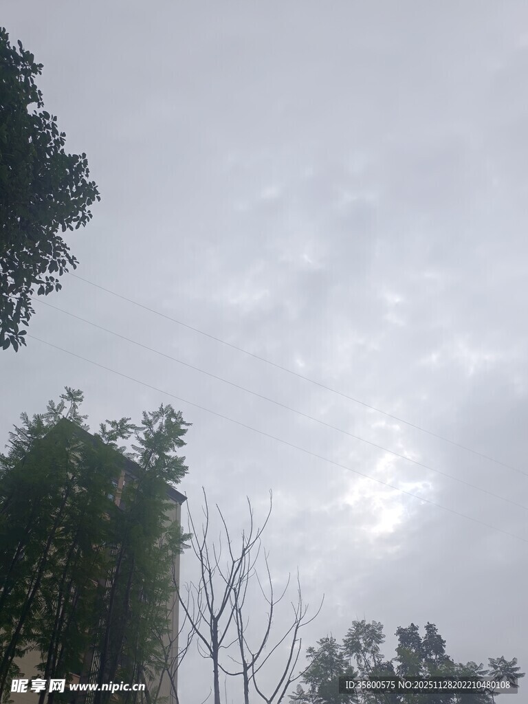 阴天时的树木与天空