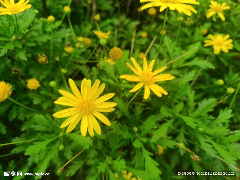黄色小花绽放于绿叶间