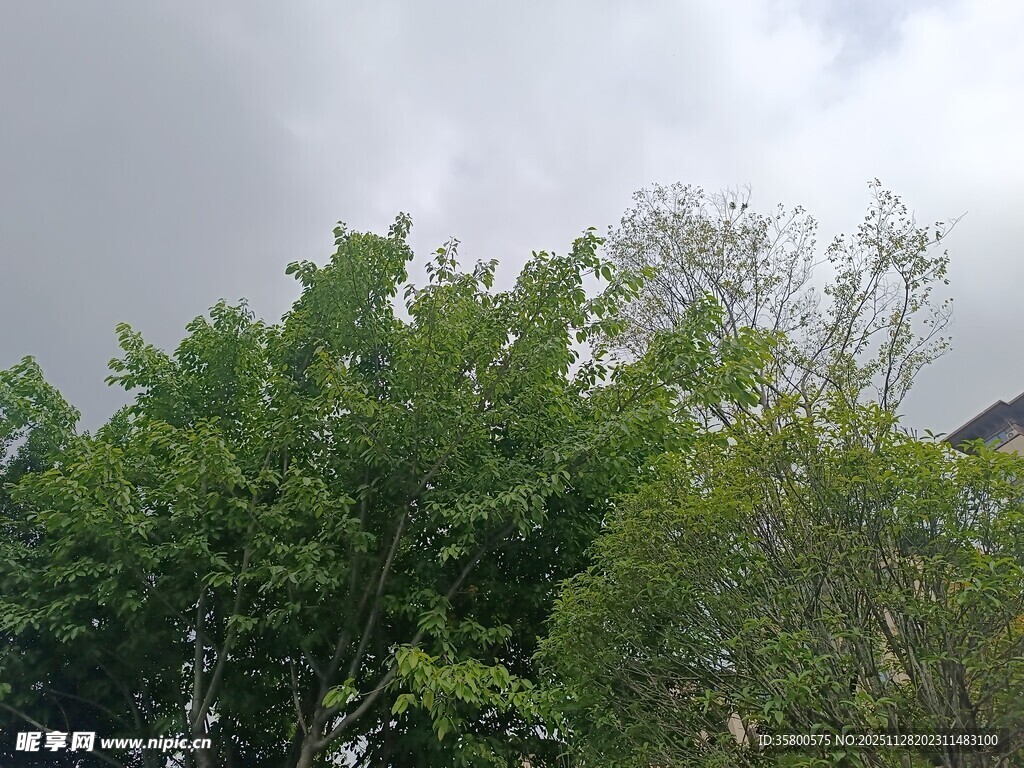 绿树成荫的自然景象