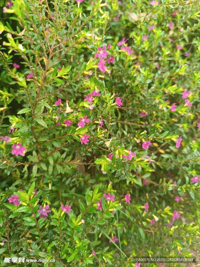 绿叶丛中绽放的粉色小花