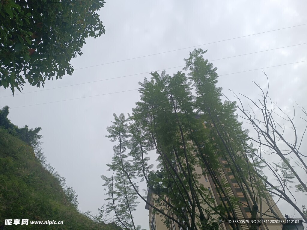 云雾中挺拔的竹林与建筑