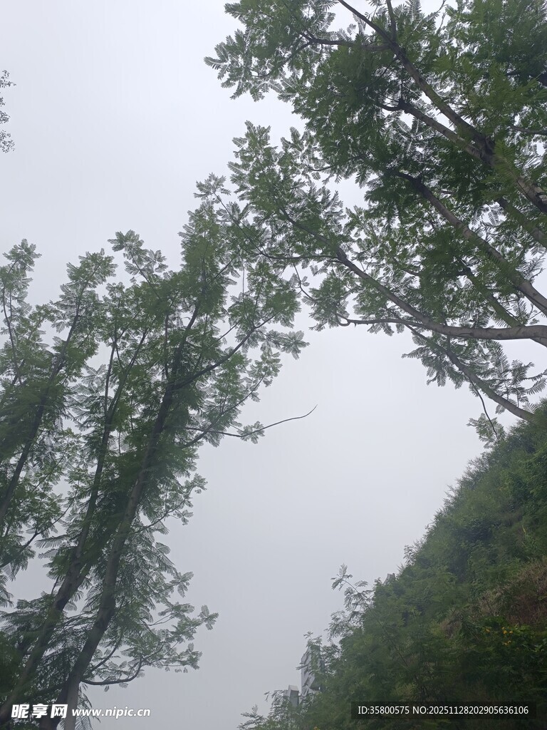 雨中挺拔树木