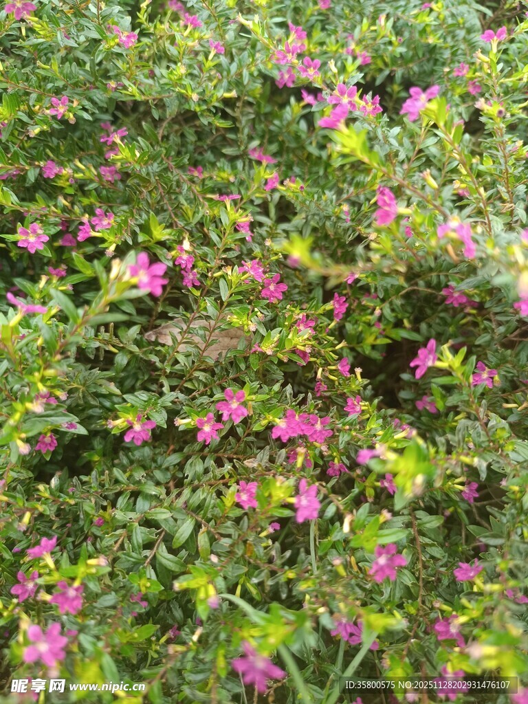 繁茂花丛中的粉色小花