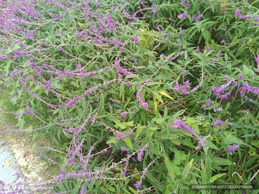 紫色花丛绿意盎然